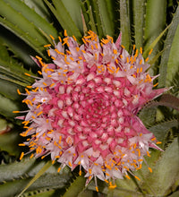 Load image into Gallery viewer, Ochagavia carnea - Andy's Air Plants