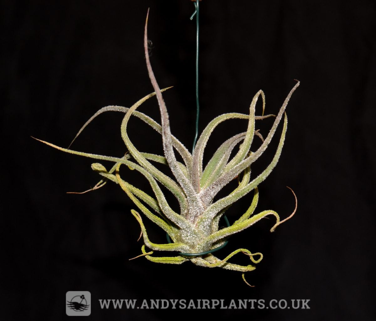 pruinosa air plant Tillandsia pruinosa
