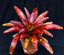 Load image into Gallery viewer, Neoregelia 'Whim'