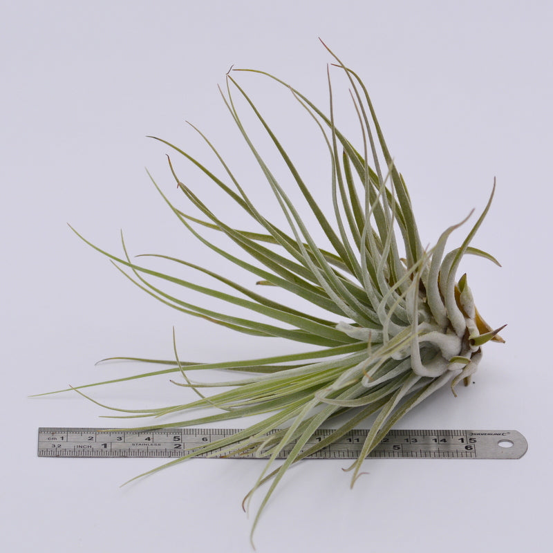 oaxacana air plant Tillandsia velickiana