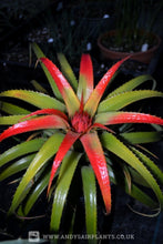 Load image into Gallery viewer, Aechmea recurvata var. nobilis Plant for Sale - Andy's Air Plants