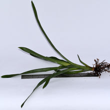 Load image into Gallery viewer, Aechmea winkleri