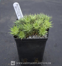 Load image into Gallery viewer, Deuterocohnia brevifolia - Andy's Air Plants