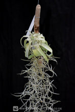 Load image into Gallery viewer, Tillandsia streptophylla Mounted on drift wood - Andy's Air Plants