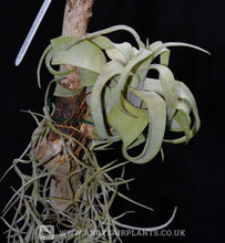Load image into Gallery viewer, Tillandsia streptophylla Mounted on drift wood - Andy's Air Plants