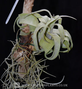Tillandsia streptophylla Mounted on drift wood - Andy's Air Plants