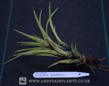 Load image into Gallery viewer, Aechmea recurvata var. benrathii - Andy's Air Plants