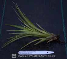 Load image into Gallery viewer, Aechmea recurvata var. recurvata - Andy's Air Plants