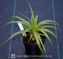 Load image into Gallery viewer, Aechmea recurvata var. nobilis Plant for Sale - Andy's Air Plants