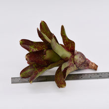 Load image into Gallery viewer, Neoregelia 'Walking Tall'