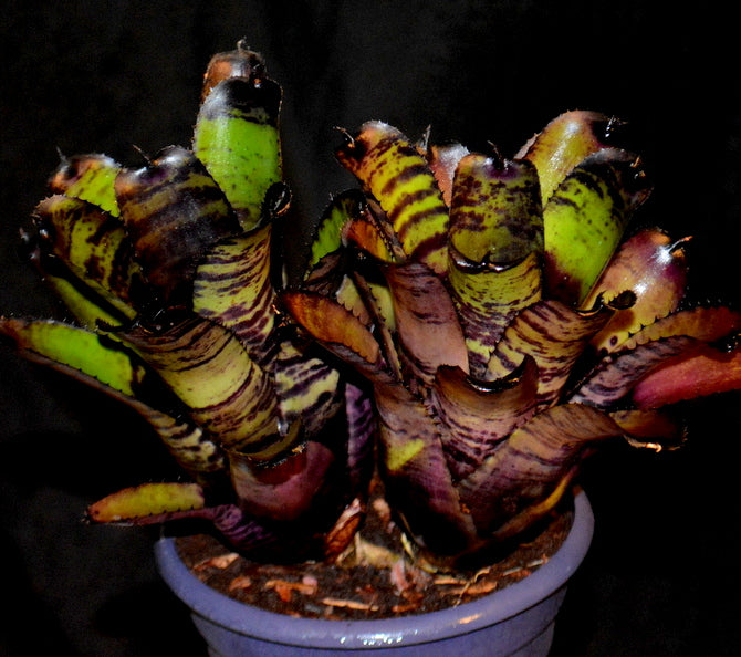 ブロメリア・エアープランツ Neoregelia Carcharodon Giant Neoregelia Carcharodon Giant - メルカリ