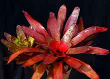 Load image into Gallery viewer, Neoregelia 'Jill'