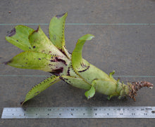 Load image into Gallery viewer, Aechmea nudicaulis