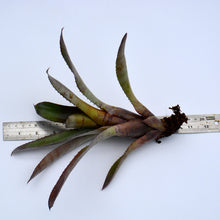 Load image into Gallery viewer, Neoregelia dungsiana x carcharodon Giant