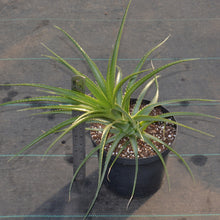 Load image into Gallery viewer, Ochagavia carnea - Andy's Air Plants
