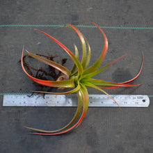 Load image into Gallery viewer, Aechmea recurvata 'Paraguay'