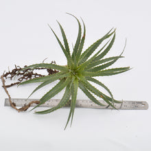 Load image into Gallery viewer, Ochagavia litoralis