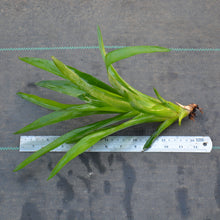 Load image into Gallery viewer, Aechmea cylindrata - Andy's Air Plants