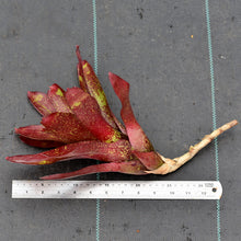 Load image into Gallery viewer, Neoregelia 'Jill'