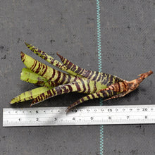 Load image into Gallery viewer, Neoregelia 'Tiger Cub'