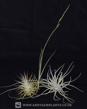 Load image into Gallery viewer, Beginners Selection Pack 1 - Andy&#39;s Air Plants