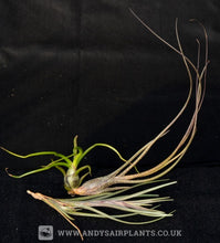Load image into Gallery viewer, Beginners Selection Pack number 2 - Andy's Air Plants