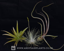 Load image into Gallery viewer, Beginners Selection Pack number 4 - Andy's Air Plants