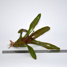 Load image into Gallery viewer, Neoregelia ampullacea x carolinae