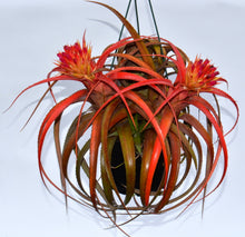 Load image into Gallery viewer, Aechmea recurvata 'Paraguay'