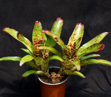Load image into Gallery viewer, Neoregelia 'Tequila'