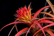 Load image into Gallery viewer, Aechmea recurvata 'Paraguay'