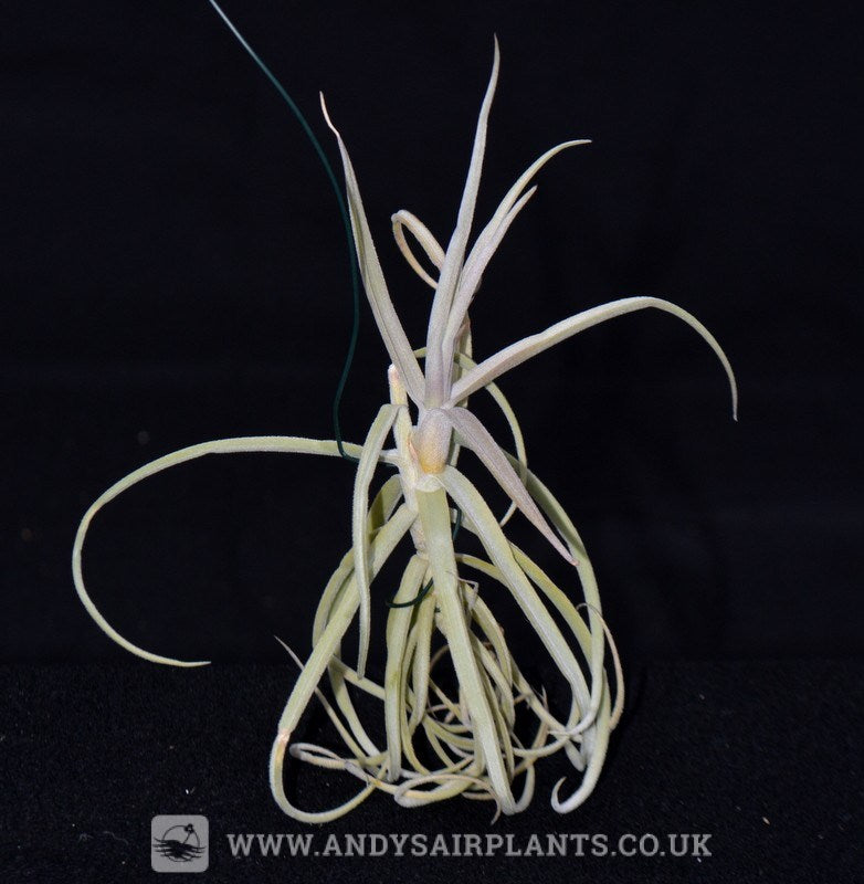 Tillandsia Towering Inferno 速達発送 Tillandsia Blue Bells 速達発送 - メルカリ