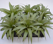 Load image into Gallery viewer, Tillandsia 'Samantha' - Andy's Air Plants