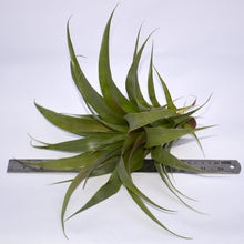 Load image into Gallery viewer, Tillandsia 'Samantha' - Andy's Air Plants