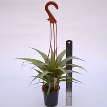Load image into Gallery viewer, Tillandsia 'Samantha' - Andy's Air Plants
