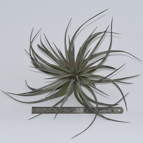 houston purple air plant Tillandsia x Houston 'Houston Colossus'