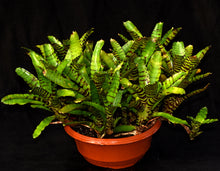 Load image into Gallery viewer, Neoregelia ampullacea x 'Banded'
