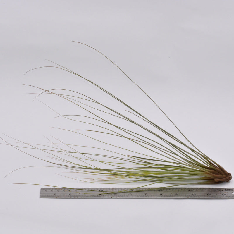 juncifolia air plant Tillandsia juncifolia