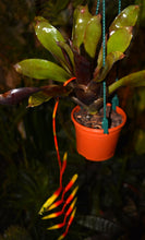 Load image into Gallery viewer, Vriesea scalaris var. rubra