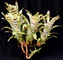 Load image into Gallery viewer, Aechmea orlandiana 'Bert'