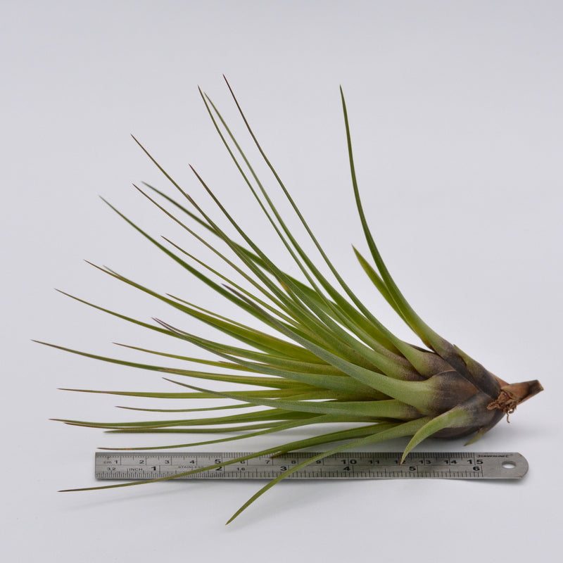 tricolor air plant Tillandsia tricolor v. melanocrater