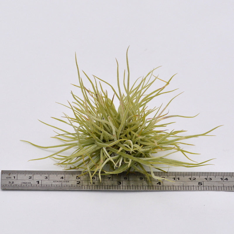 schiedeana air plant Tillandsia schiedeana 'Minor' Singles and Clumps