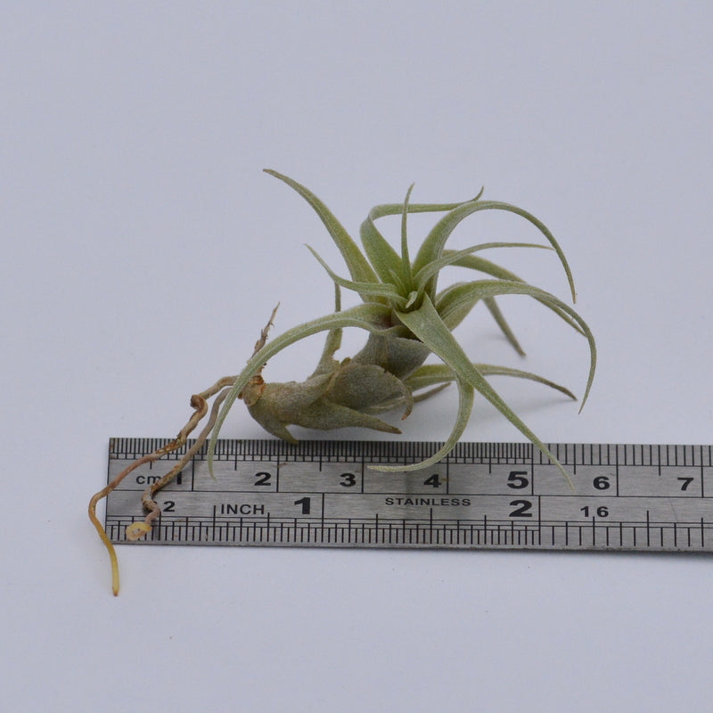 nana air plant Tillandsia nana
