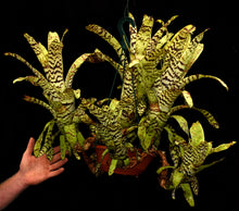 Load image into Gallery viewer, Aechmea orlandiana 'Bert'