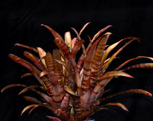 Load image into Gallery viewer, Aechmea 'Vaquero'
