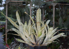 Load image into Gallery viewer, Billbergia 'Fantasia'