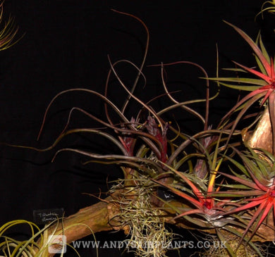 Tillandsia pseudobaileyi Airplant for Sale - Andy's Air Plants