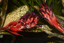 Load image into Gallery viewer, Billbergia 'Fantasia'