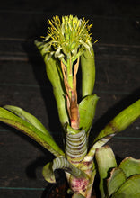 Load image into Gallery viewer, Billbergia horrida var. horrida