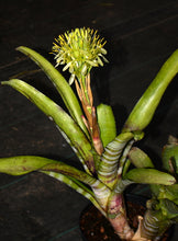 Load image into Gallery viewer, Billbergia horrida var. horrida